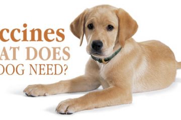 animalmedcare - Dog Vaccinations